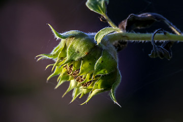 Image showing Sunflower with spider web on dark background.