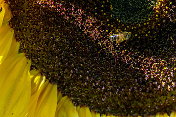 Image showing Closeup of bee on sunflower