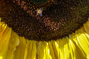 Image showing Closeup of bee on sunflower