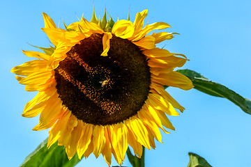 Image showing Bee on sunflower in summer day.