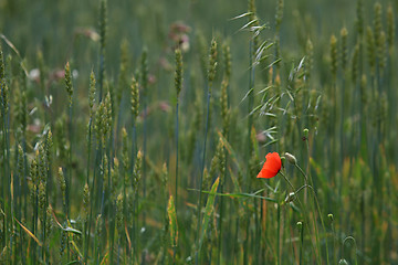 Image showing Red poppy in cereal field