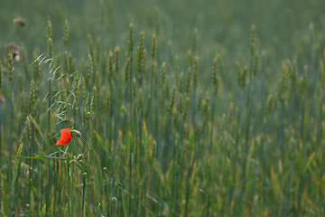 Image showing Red poppy in cereal field