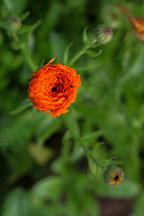 Image showing Red poppy in green grass