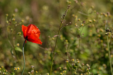 Image showing Red poppy in green grass