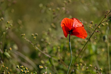 Image showing Red poppy in green grass