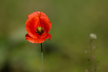 Image showing Red poppy in green grass