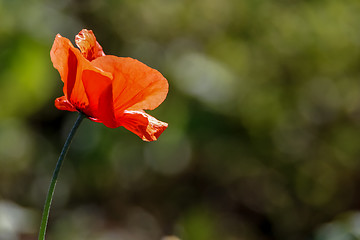 Image showing Red poppy in green grass