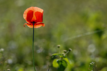 Image showing Red poppy in green grass