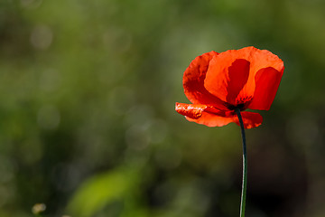 Image showing Red poppy in green grass