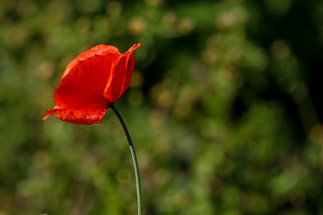 Image showing Red poppy in green grass