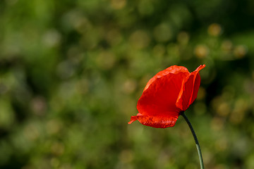 Image showing Red poppy in green grass