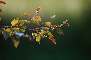Image showing Birch branch as nature background.