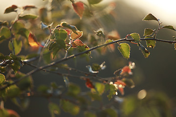Image showing Birch branch as nature background.