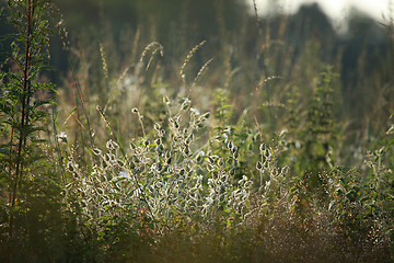 Image showing Long green grass as background.