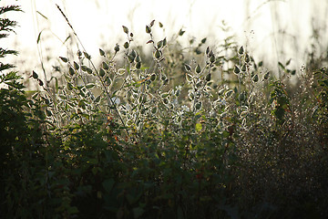 Image showing Long green grass as background.