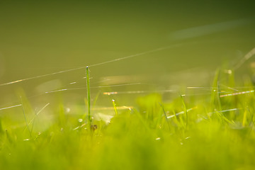 Image showing Green grass with spider web