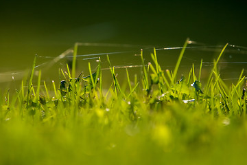 Image showing Green grass with spider web