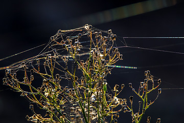 Image showing Deflorate wild flower with cobweb.