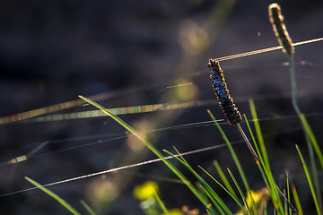 Image showing Wild grass near the river