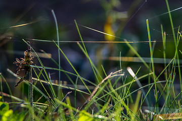 Image showing Wild grass near the river