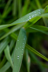 Image showing Background of field after the rain.