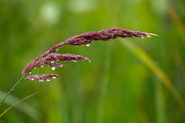 Image showing Background of field after the rain.