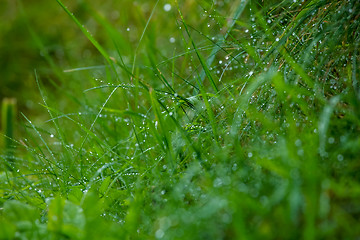 Image showing Background of field after the rain.