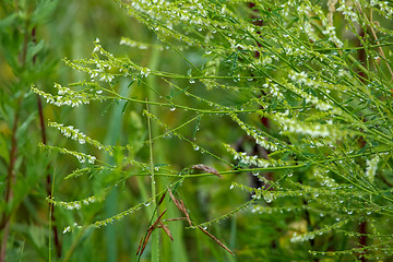 Image showing Background of field after the rain.