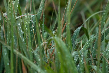 Image showing Background of field after the rain.