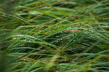 Image showing Background of field after the rain.