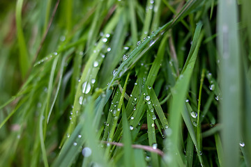 Image showing Background of field after the rain.