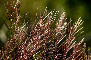 Image showing Wild grass as nature background.