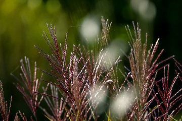 Image showing Wild grass as nature background.