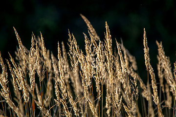 Image showing Wild grass on dark background.