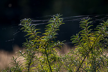 Image showing Buckthorn with spider web on dark background.