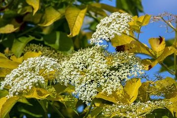 Image showing Flowering shrub on blue sky.