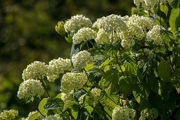 Image showing Green shrub with white flowers.