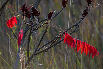 Image showing Red sumac leaves in autumn.