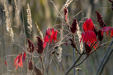 Image showing Red sumac leaves in autumn.