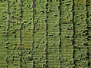 Image showing A view from above on an agricultural field, planted with a sunflower. Photo from dron in the summer at sunset.