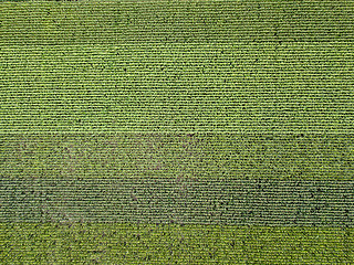 Image showing Panoramic view from drone to natural green field with corn at summer sunny day.