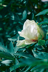 Image showing Soft pink peony on the flowerbed with green leaves