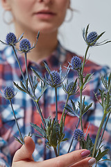 Image showing Beautiful flower eryngium in a girl\'s hand