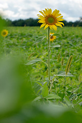 Image showing Farmer field with sunflowers against the gray sky.