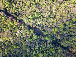 Image showing A bird\'s eye view from drone on diagonally Forest Road.