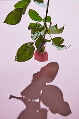 Image showing Fresh pink rose on a purple background. Festive card