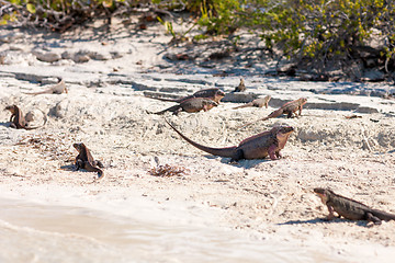 Image showing exuma island iguanas in the bahamas