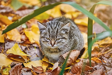 Image showing Kitten in the Grass