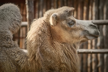 Image showing Portrait of Camel