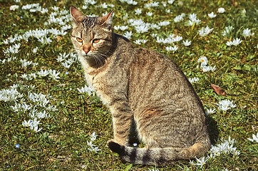 Image showing Cat on the Field